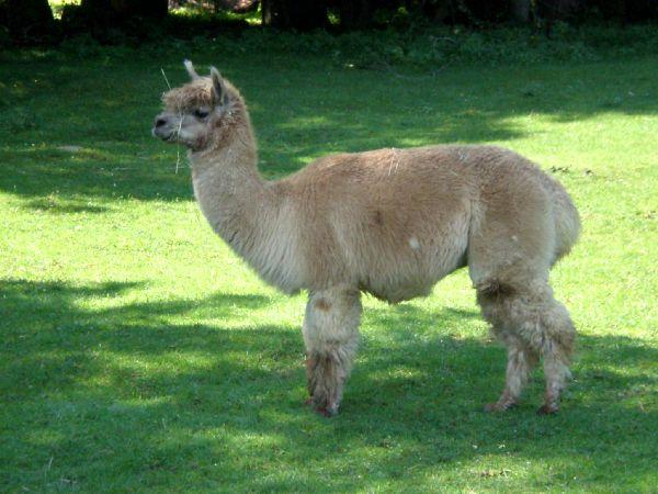 Shelburne Farms Llama.jpg - Llama - Shelburne Farms